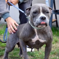 DOUMA, chienne à adopter