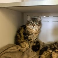 LIONNE, chatte à adopter