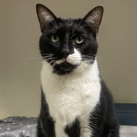 OLIVER, chat à adopter