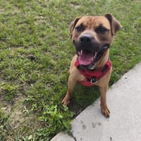 KESAKO VAA, chien à adopter