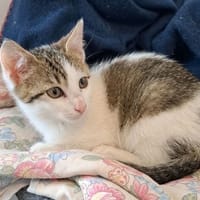 Mouss, chat à adopter