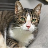 BICHON, chat à adopter