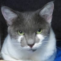 DEMETER (RESERVEE), chatte à adopter