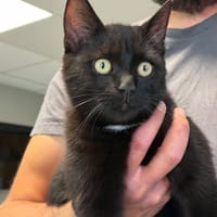 HERISSON, chat à adopter