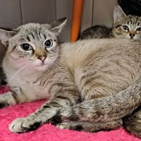 SANAA QCT, chatte à adopter