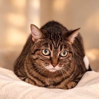 Minette, chatte à adopter