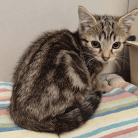 NASSAU QCT, chat à adopter