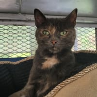 ZUMA, chatte à adopter