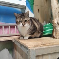 Raven, chat à adopter