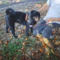 SAKURA, chienne à adopter