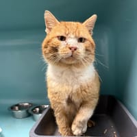 FRISBEE, chat à adopter