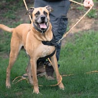 Stick, chien à adopter