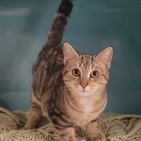 ZEUS, chat à adopter