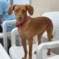 ZOOBLE, chienne à adopter