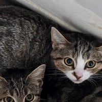 BIANCA, chatte à adopter