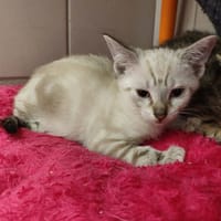 MEXICO QCT, chat à adopter