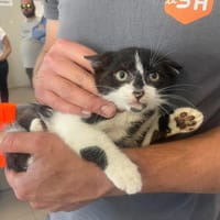 BILL, chat à adopter