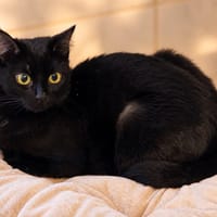 Marbella, chatte à adopter