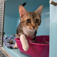 MICHONNE, chatte à adopter