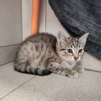 DILI QCT, chatte à adopter