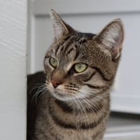 MARTY, chat à adopter