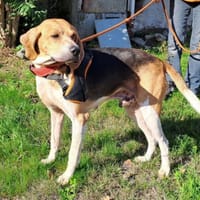 HONOARI QCN, chien à adopter