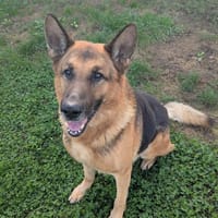 ODIN QCN, chien à adopter