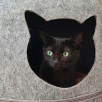 MOLKKYNE QCT, chatte à adopter