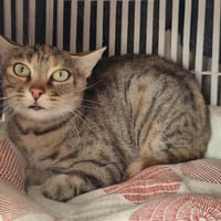 MCGONAGALL QCT, chatte à adopter