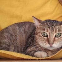 PAPRIKA QCT, chatte à adopter