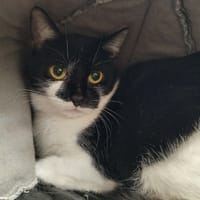 BROME QCT, chatte à adopter