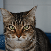 Zoé, chatte à adopter