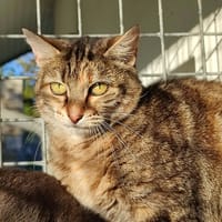 ALBA QCT, chatte à adopter