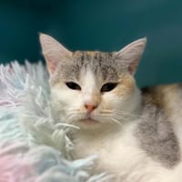 ELZA, chatte à adopter