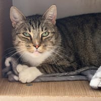 Milkyway, chatte à adopter