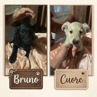 Bruno e Cuore, cane da adottare