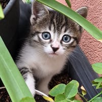 Vaïana, chatte à adopter