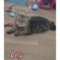 vely, chatte à adopter