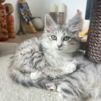 Suki ( aimé en Japonais), chatte à adopter
