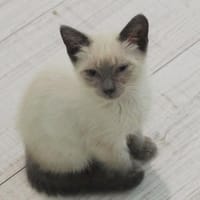 Brad Pitt, chat à adopter