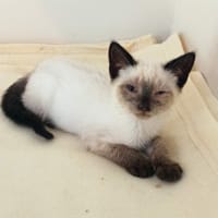 Pitchoun, chat à adopter