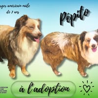 Pépito, chien à adopter