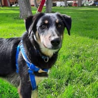 TEO (Laura), chien à adopter