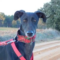 Star, chienne à adopter