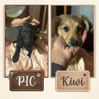 KIWI e PIC, cane da adottare