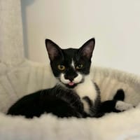 XENA, chatte à adopter