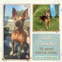 BILLO, cane da adottare