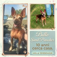 BILLO, cane da adottare