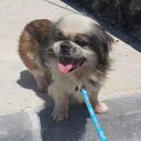 BAO, chien à adopter