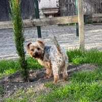 NITIS, chien à adopter